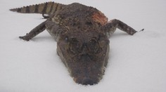 Češka neverila vlastným očiam: Na kontajneri v Prahe ležal mŕtvy krokodíl