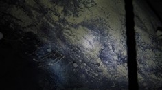 VIDEO: Nečakaný nález v hlbinách Antarktídy. Vedcov prekvapili čudesné formy života