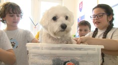 Košickí školáci vymysleli fantastickú vec pre špinavých miláčikov