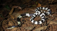 Extrémne jedovatý had ako domáce zviera? To sa nemohlo skončiť dobre