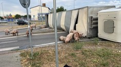 V Senci sa prevrátil kamión s ošípanými. Časť uhynula, ďalšie sa pohybujú v okolí