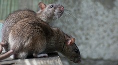 Bratislava bojuje s potkanmi. Môžeme si za to vraj sami