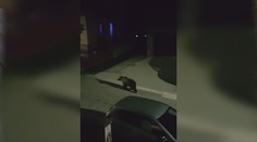 Z obce ho chceli odplašiť. Medveďa z Liptovských Revúc nakoniec museli odstreliť