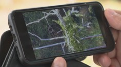 Pod bratislavskými bytovkami sa udomácnila ďalšia diviačia rodina