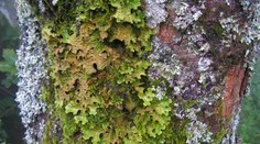 V prírodnej rezervácii Havranie skaly sa vyskytuje vzácny a ohrozený druh lišajníka, jamkatec pľúcny