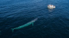 K španielskym brehom sa vracajú vráskavce obrovské. Nemusí to byť dobrá správa, tvrdia vedci