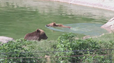 Budaj premýšľa nad tatranskou verziou Jurského parku. Medvede by v ňom mali polepšovňu