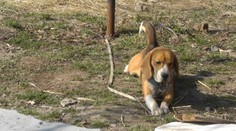 Chalupár prežil akoby zázrakom. Veľkú úlohu pri streľbe hral tento pes