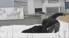 VIDEO: Muž šiel na ulicu vyvenčiť medveďa. Keď ho šelma napadla, dal sa na útek