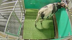 Vedci dokázali zdanlivo nemožné. Naučili kravy chodiť na toaletu