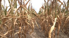 Poľnohospodári pre neutíchajúce sucho začínajú tŕpnuť. Úroda môže byť veľmi slabá