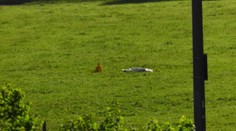 Muž začal bezhlavo strieľať na koncerte v Rakúsku.  Postrelil aj cudzincov