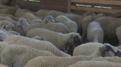 Zo stáda záhadne zmizlo až 30 oviec, pastier si to nevšimol