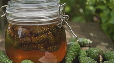 Vedeli ste, že aj šišky liečia? Musíte však vedieť, ktoré máte zbierať