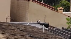 Vidíte na zábere psa? Pozrite sa ešte raz. Optická ilúzia mätie sociálne siete