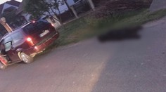 Muž (73) chcel psa pritiahnuť domov za autom. Zviera to neprežilo, dôchodca dostal bitku