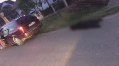 Muž (73) chcel psa pritiahnuť domov za autom. Zviera to neprežilo, dôchodca dostal bitku