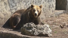 Štátna ochrana prírody chce meniť internú smernicu. Tá je kľúčová pre elimináciu medveďov