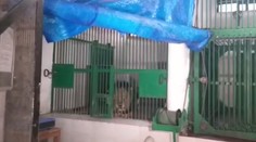 Muž preliezol plot v zoo a skončil v pazúroch leva, útok neprežil