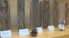 Lesníci prišli s originálnym nápadom. Deti učia o stromoch pomocou kníh z dreva