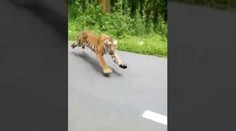 Motorkár nakrútil dramatický moment. Z lesa sa na neho vyrútil obrovský tiger