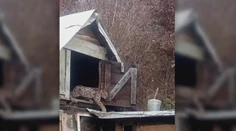 Rómsku osadu na východe terorizuje divoká šelma. Miestni majú strach a miznú im sliepky