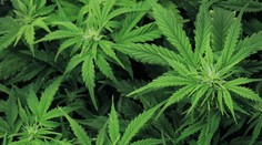 Dôchodkyňa pestovala marihuanu v domove dôchodcov. Policajtom ju nechcela dať