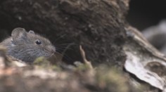 Zožerú všetko, čo je len trochu výživné. Na záhrady zaútočili premnožené hlodavce