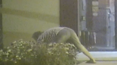 Zlodejov rastlín neodrádzajú ani kamery. Za sadeničky z námestia si vďaka nim poriadne priplatia