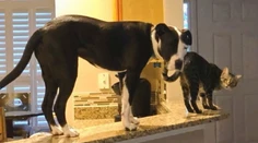 Dvojročný pitbull si myslí, že je mačka. S mačacími kamošmi skáče po nábytku