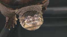 V Nitre otvorili výstavu korytnačiek. Niektoré druhy neuvidíte ani v zoologickej záhrade