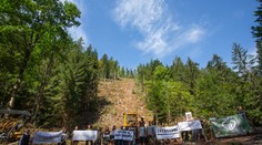 Ochranári upozorňujú na kontroverznú ťažbu dreva vo vzácnej lokalite. Avizujú trestné oznámenie