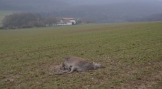Neznámy strelec zabil v lesoch pri Trenčíne divú zver: Strieľal zrejme len tak z pasie