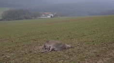 Neznámy strelec zabil v lesoch pri Trenčíne divú zver: Strieľal zrejme len tak z pasie