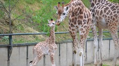 Už aj žirafám hrozí vyhynutie