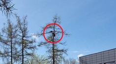 Medvedicu, ktorá vyliezla s mláďatami na strom, museli uspať