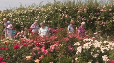 Manželia pri Košiciach vytvorili rozárium s tisíckami kvetov. Pochváliť sa môžu naozajstnými skvostami