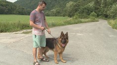 Statočný pes! Konor zachránil život majiteľovi pred medveďom
