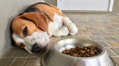 Má zdravotné ťažkosti. Toto je niekoľko signálov, ktorými váš štvornohý miláčik naznačuje, že sa necíti dobre