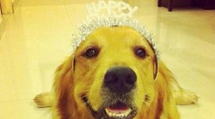 Tento pes vie, čo je "in". Má vlastné konto na Instagrame