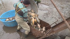 Začal sa výlov kaprov. Väčšina z nich však na slovenských vianočných stoloch neskončí