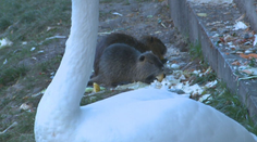 Okoloidúcim sa páčia, no ich prikrmovanie môže mať vážne následky. V Nitre eliminujú premnožené nutrie