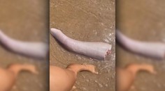 Bizarný nález na austrálskej pláži: More vyplavilo čudo pripomínajúce veľrybí penis