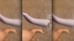 Bizarný nález na austrálskej pláži: More vyplavilo čudo pripomínajúce veľrybí penis