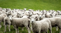 Bratislava bude mať prírodnú kosačku. Stádo oviec "pokosí" lúky