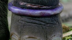 Toto je najhoršia zoo na svete!