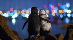 Ocean Photography Awards: Najkrajšou snímkou roka je dojímavá scéna s osirelými tučniakmi