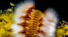 Invázia jedovatých červov v Taliansku: Ich štetiny spôsobujú veľké bolesti