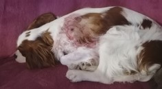 V obci Gregorova Vieska niekto pravdepodobne len tak strieľa po psoch