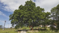 Spoznajte strom roka. Vzácny prastarý dub sa vyníma nad malou dedinkou